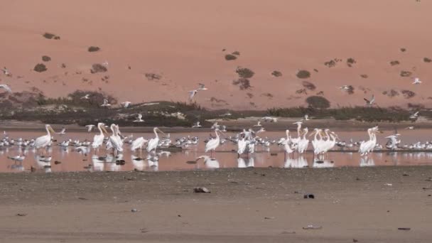Grupp Tärnor Fåglar Och Pelikan Stranden Vid Halvön Nouadhibou Mauretanien — Stockvideo