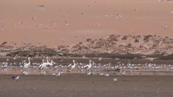 Grupp Tärnor Fåglar Och Pelikan Stranden Vid Halvön Nouadhibou Mauretanien — Stockvideo