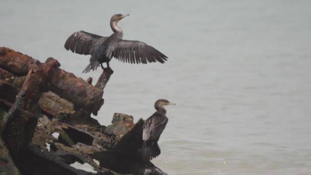 Dos Cormoranes Naufragio Península Nouadhibou Mauritania África — Vídeos de Stock