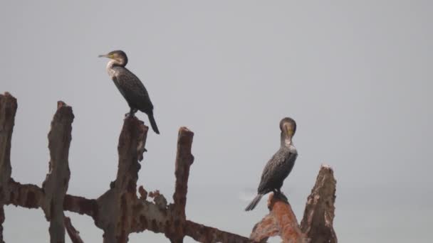 Deux Cormorans Sur Une Épave Péninsule Nouadhibou Mauritanie Afrique — Video