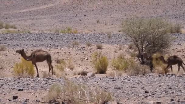 Herd Wilde Dromedaris Kamelen Rond Ait Zeggane Marokko — Stockvideo