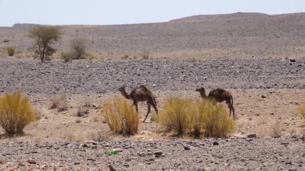 Dos Jóvenes Camellos Dromedarios Salvajes Alrededor Ait Zeggane Marruecos — Vídeos de Stock