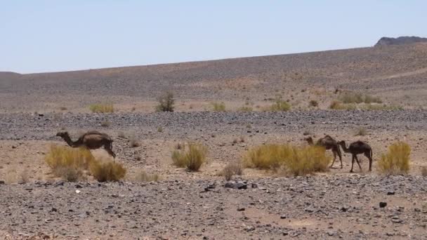 摩洛哥Ait Zeggane周围的野生骆驼群 — 图库视频影像