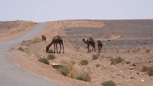 Herd Wilde Dromedaris Kamelen Naast Weg Rond Ait Zeggane Marokko — Stockvideo