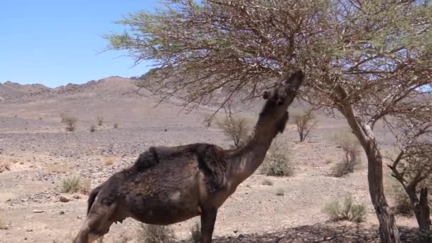 Camello Dromedario Salvaje Comiendo Árbol Alrededor Ait Zeggane Marruecos — Vídeos de Stock