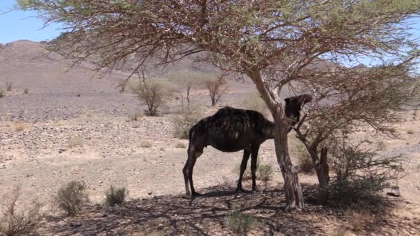 Camelo Dromedário Selvagem Comendo Uma Árvore Torno Ait Zeggane Marrocos — Vídeo de Stock