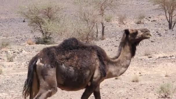 Close Camelo Dromedário Selvagem Caminhando Redor Ait Zeggane Marrocos — Vídeo de Stock
