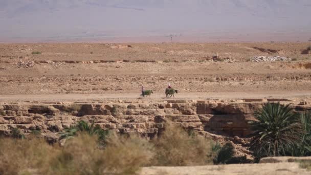 아프리카 모로코에 메스키트 주변에서 나르고 농부와 당나귀 — 비디오