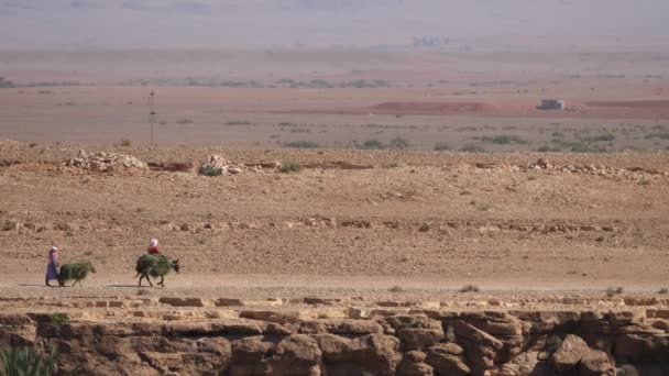 Agricultores Burros Llevando Hierba Alrededor Meski Marruecos África — Vídeos de Stock