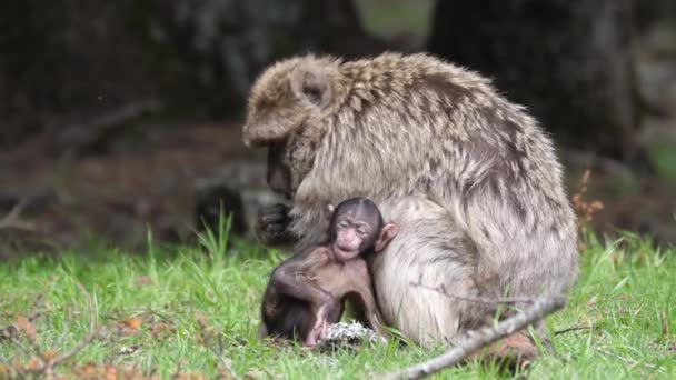 Jonge Barbaarse Apenetende Plant Het Bos Van Cedre Gouraud Het — Stockvideo