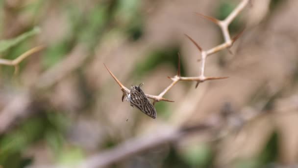 Borboleta Deserto Saara Nkob Marrocos — Vídeo de Stock