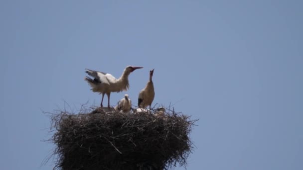 Des Cigognes Sur Nid Dans Parc National Talassemtane Maroc Afrique — Video