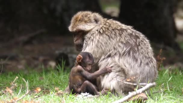 Młoda Małpa Barbarzyńska Jedząca Rośliny Lesie Cedre Gouraud Środkowym Paśmie — Wideo stockowe