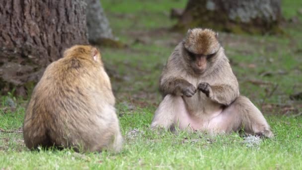 Młoda Małpa Barbarzyńska Jedząca Rośliny Lesie Cedre Gouraud Środkowym Paśmie — Wideo stockowe