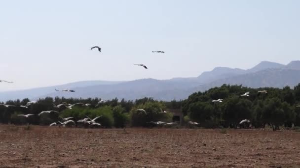 Grande Grupo Cegonhas Pousando Campo Grama Marrocos África — Vídeo de Stock