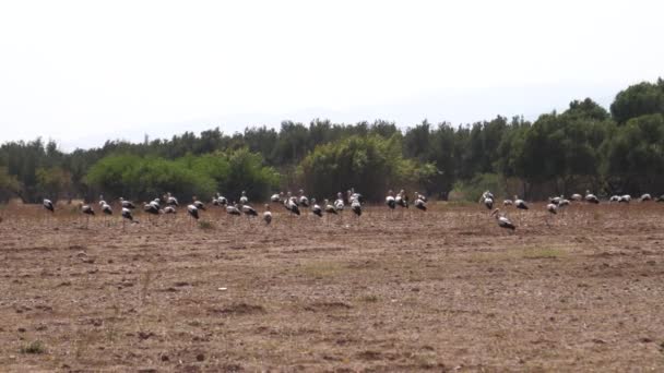 Große Storchengruppe Auf Einer Wiese Marokko Afrika — Stockvideo