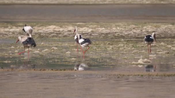 Storchengruppe Einem See Marokko Afrika — Stockvideo