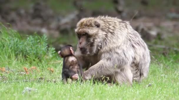 Jóvenes Simios Bárbaros Comen Plantas Bosque Cedre Gouraud Medio Atlas — Vídeos de Stock