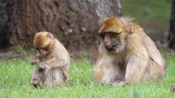 Monos Berberiscos Comiendo Bosque Cedre Gouraud Medio Atlas Cordillera Marruecos — Vídeo de stock