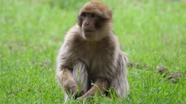 Monos Berberiscos Comiendo Bosque Cedre Gouraud Medio Atlas Cordillera Marruecos — Vídeo de stock