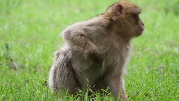 Manger des singes barbares à la forêt de Cedre Gouraud dans la chaîne de montagnes du Moyen Atlas au Maroc