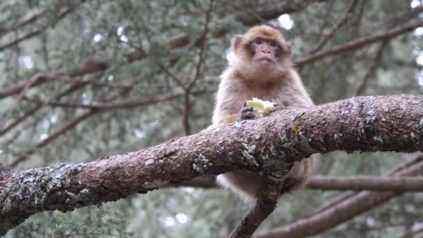 モロッコの中アトラス山脈のセドレ グラウド森林で食べる野焼き猿 — ストック動画