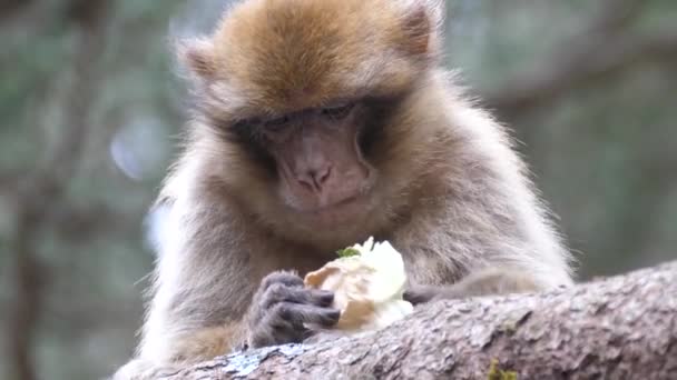 Barbary Ape Eating Cedre Graud Forest Middle Atlas Mountain Range — 비디오