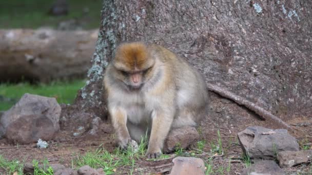 Monos Berberiscos Comiendo Bosque Cedre Gouraud Medio Atlas Cordillera Marruecos — Vídeo de stock
