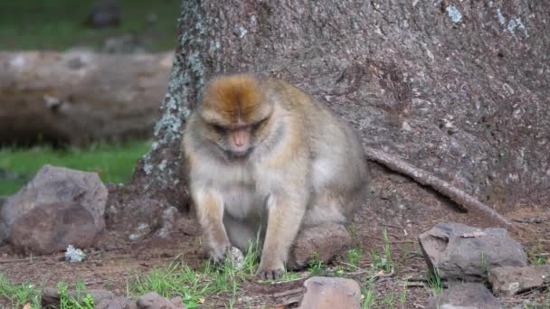 Berberaffen Essen Cedre Gouraud Wald Mittleren Atlas Gebirge Marokkos — Stockvideo