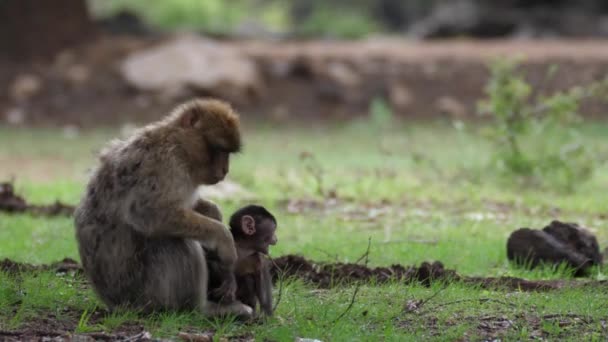 Barbaarse Apen Eten Het Bos Van Cedre Gouraud Het Midden — Stockvideo