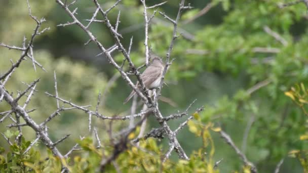 Barbary Ape Eating Cedre Graud Forest Middle Atlas Mountain Range — 비디오