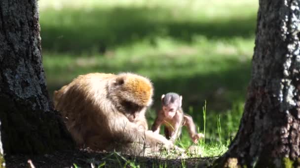 Барберійські Мавпи Їдять Лісі Седре Гуро Хребті Середній Атлас Маунтін — стокове відео
