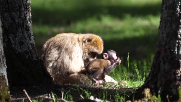 Monos Berberiscos Comiendo Bosque Cedre Gouraud Medio Atlas Cordillera Marruecos — Vídeo de stock