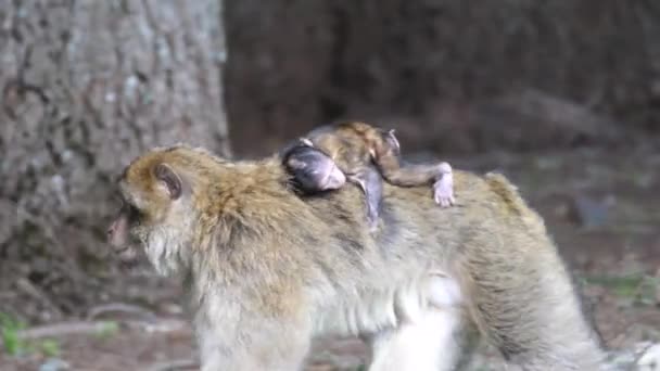 Barbary Małpa Jedzenia Cedre Gouraud Forest Środkowym Pasmie Górskim Atlas — Wideo stockowe