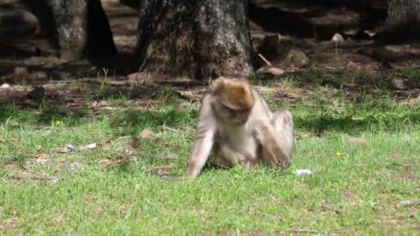 Monos Berberiscos Comiendo Bosque Cedre Gouraud Medio Atlas Cordillera Marruecos — Vídeos de Stock