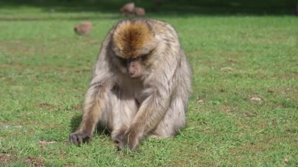 Two Barbary Apes Grass Field Cedre Gouraud Forest Middle Atlas — Stock Video