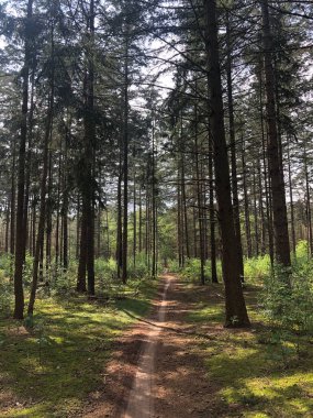 Hardenberg, Hollanda etrafında MTB izleri