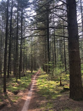 Hardenberg, Hollanda etrafında MTB izleri