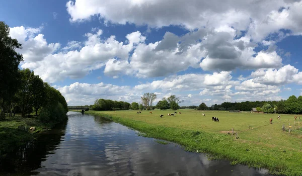 Hollandiai Ommen Környéki Réten Élő Tehenek Panorámája — Stock Fotó