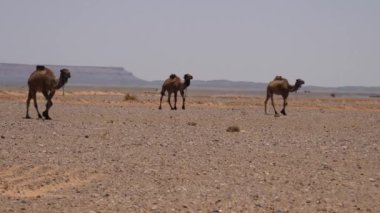 Fas 'taki Erg Chebbi Sahra Çölü' nden geçen develer.