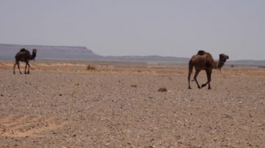 Fas 'taki Erg Chebbi Sahra Çölü' nden geçen develer.