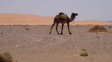 Fas 'taki Erg Chebbi Sahra Çölü' nden geçen develer.