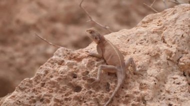 Afrika 'da, Fas' ta Meski çevresinde bir kayanın üzerinde Desert Agama.