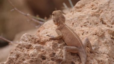 Afrika 'da, Fas' ta Meski çevresinde bir kayanın üzerinde Desert Agama.