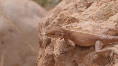 Desert Agama, Afrika, Fas 'taki Meski' de bir kayaya bakıyor.