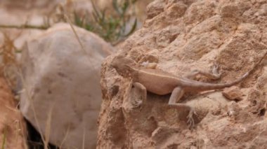 Desert Agama, Afrika, Fas 'ta Meski çevresinde bir kayanın üzerinde avlanıyor.