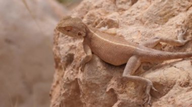 Desert Agama, Afrika, Fas 'taki Meski' de bir kayaya bakıyor.