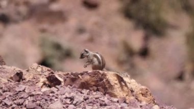 Nkob, Fas 'taki Sahara çölünde sincap.