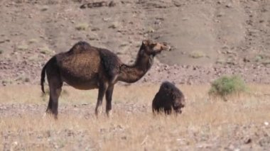Dromedary devesi ve yavrusu Nkob, Fas 'ta.