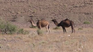 İki dromedary devesi Nkob, Fas 'ta bir çalılığa doğru yürüyorlar.